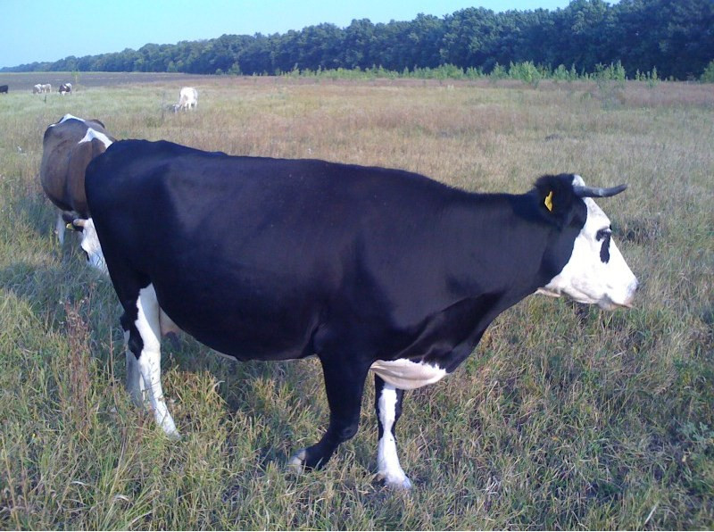 ТОП-10 популярних порід ВРХ в Україні